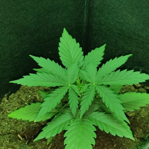 Mary Jane growlog timeline photo