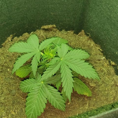 Mary Jane growlog timeline photo
