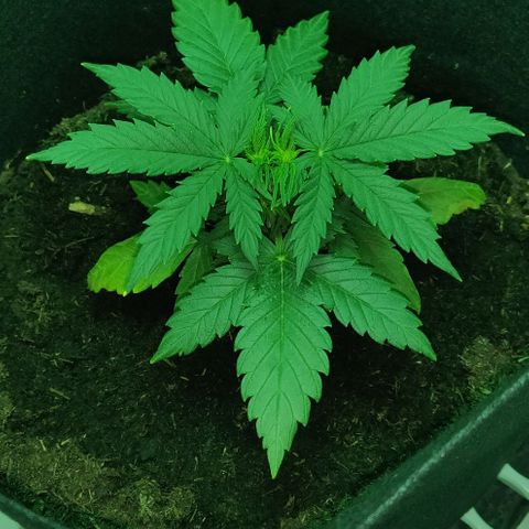 Mary Jane growlog timeline photo