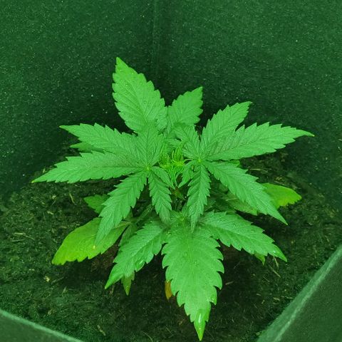 Mary Jane growlog timeline photo