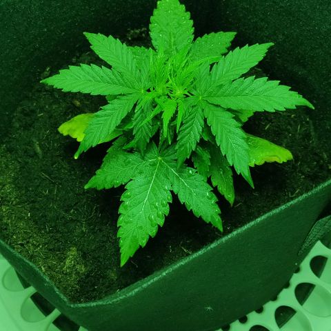 Mary Jane growlog timeline photo
