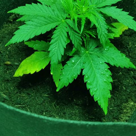 Mary Jane growlog timeline photo