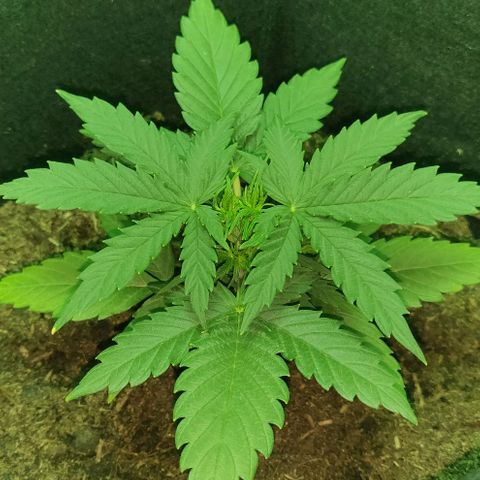 Mary Jane growlog timeline photo