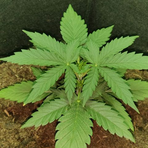 Mary Jane growlog timeline photo