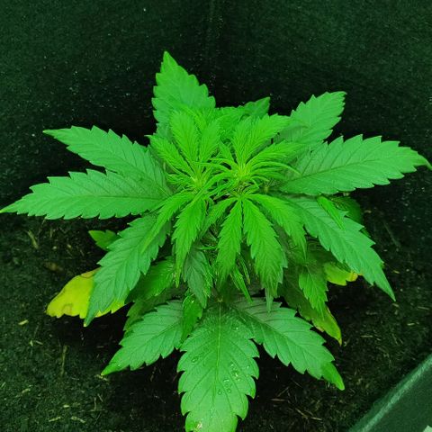 Mary Jane growlog timeline photo
