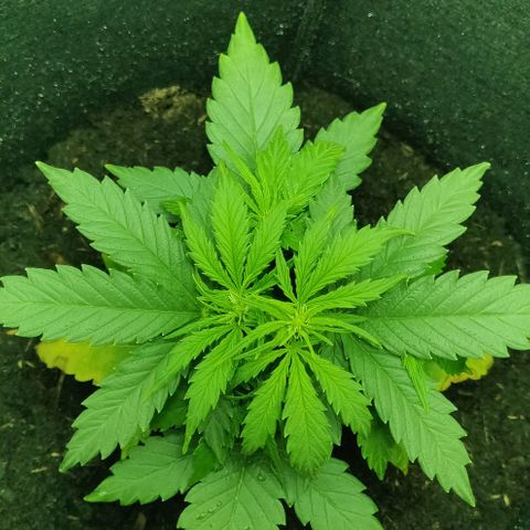 Mary Jane growlog timeline photo