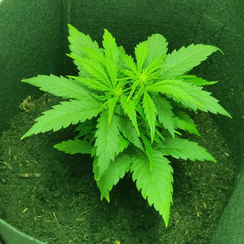 Mary Jane growlog timeline photo