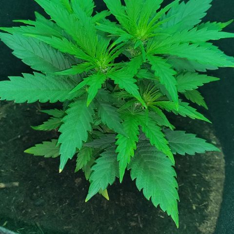 Mary Jane growlog timeline photo