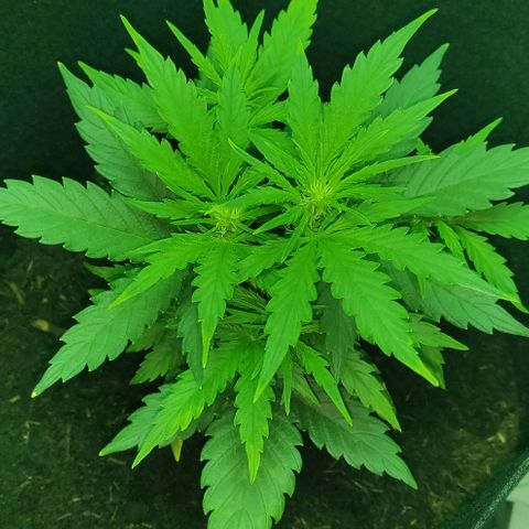 Mary Jane growlog timeline photo