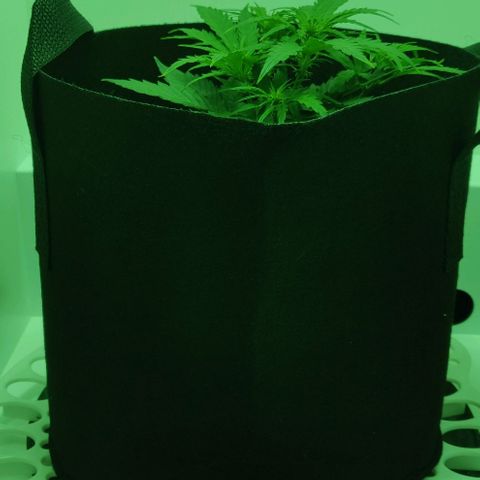 Mary Jane growlog timeline photo