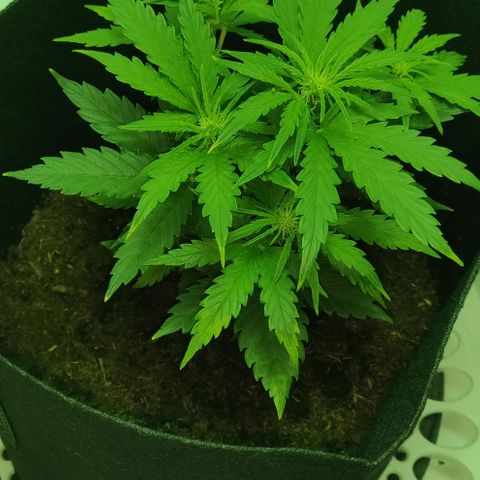 Mary Jane growlog timeline photo