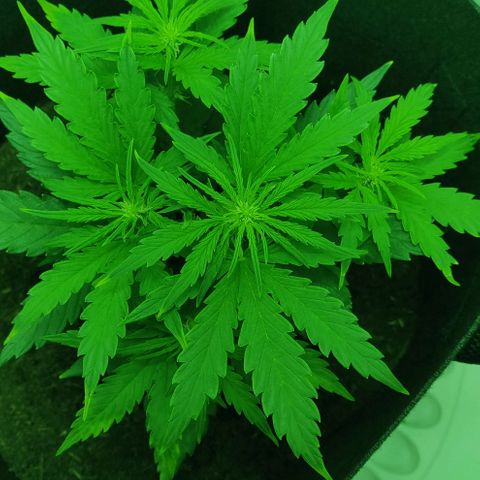 Mary Jane growlog timeline photo