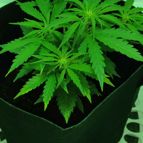 Mary Jane growlog timeline photo