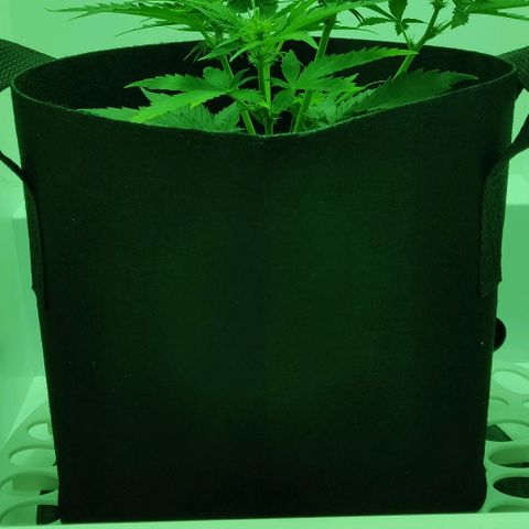Mary Jane growlog timeline photo