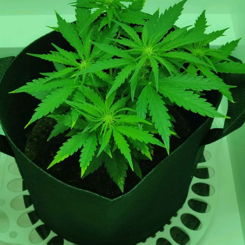 Mary Jane growlog timeline photo