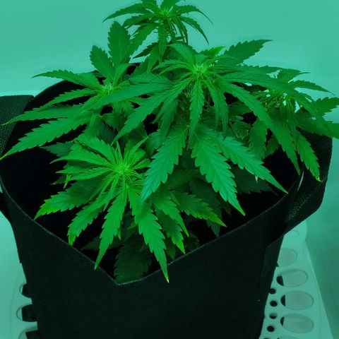 Mary Jane growlog timeline photo