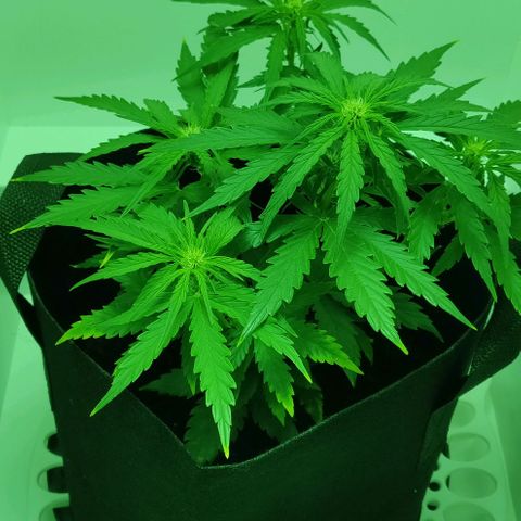 Mary Jane growlog timeline photo