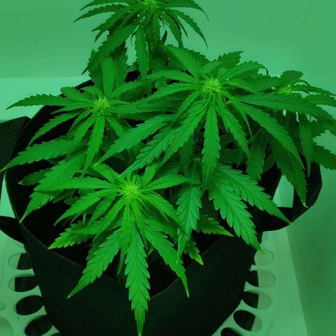 Mary Jane growlog timeline photo