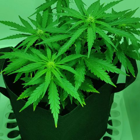 Mary Jane growlog timeline photo