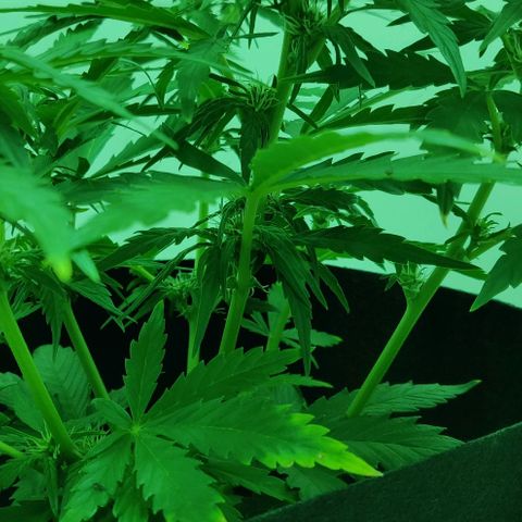 Mary Jane growlog timeline photo