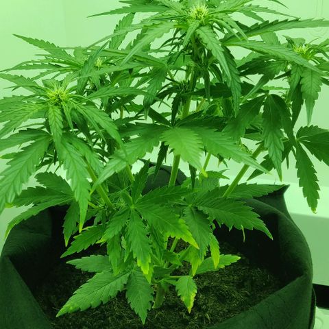 Mary Jane growlog timeline photo