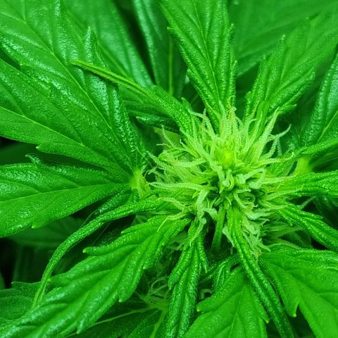 Mary Jane growlog timeline photo