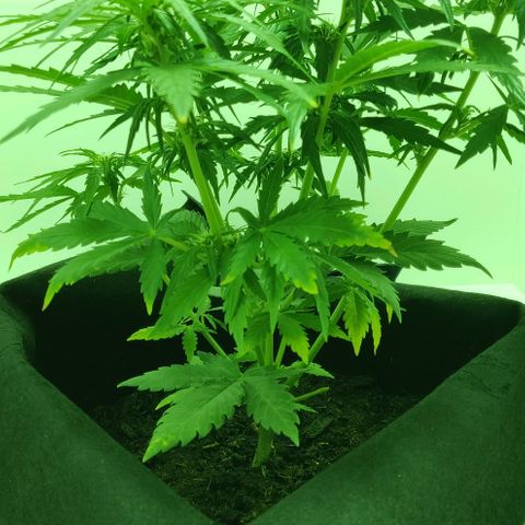 Mary Jane growlog timeline photo