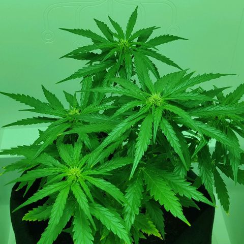 Mary Jane growlog timeline photo