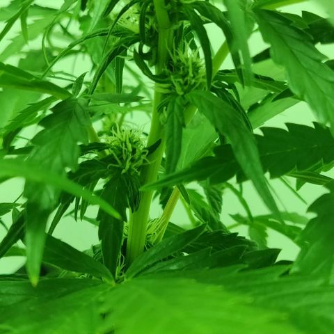 Mary Jane growlog timeline photo