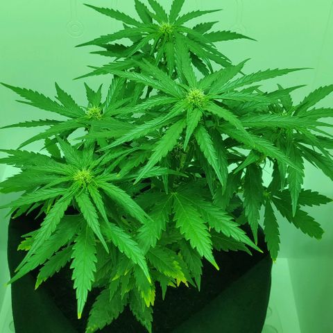 Mary Jane growlog timeline photo
