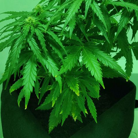 Mary Jane growlog timeline photo