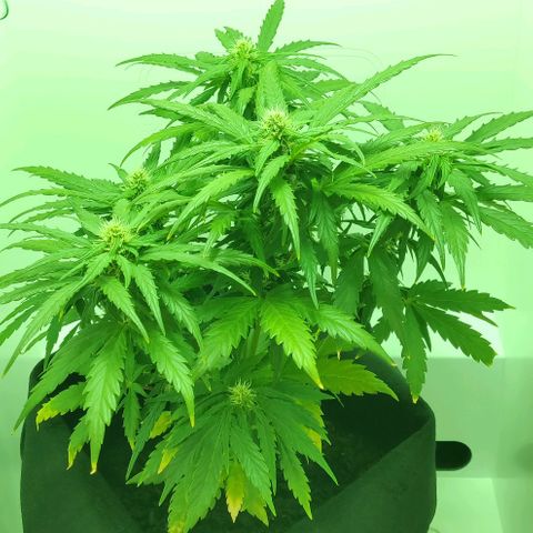 Mary Jane growlog timeline photo