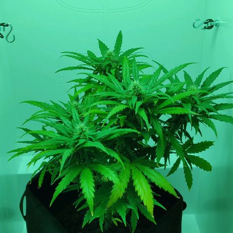 Mary Jane growlog timeline photo
