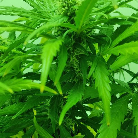 Mary Jane growlog timeline photo