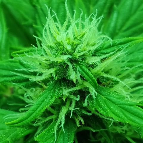 Mary Jane growlog timeline photo