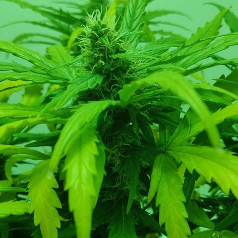 Mary Jane growlog timeline photo
