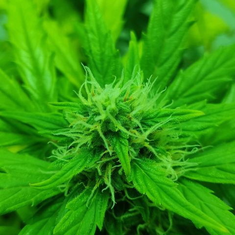 Mary Jane growlog timeline photo