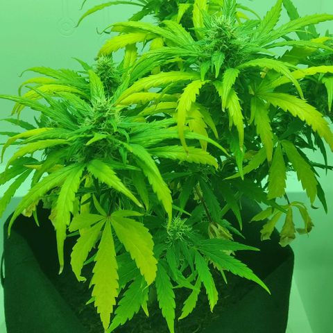 Mary Jane growlog timeline photo