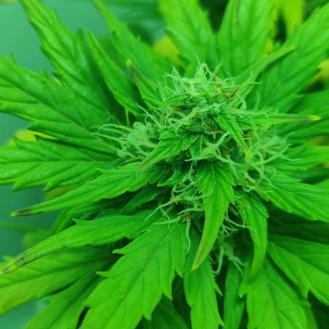 Mary Jane growlog timeline photo