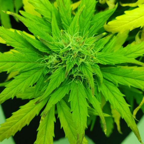 Mary Jane growlog timeline photo