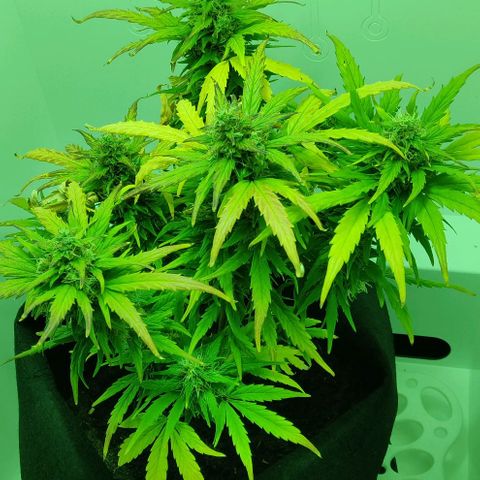 Mary Jane growlog timeline photo