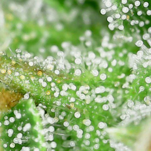 Mary Jane growlog timeline photo