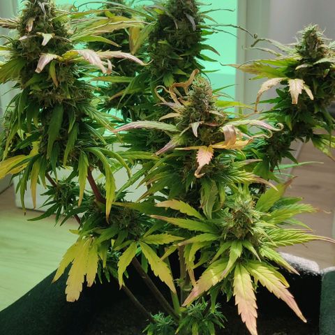 Mary Jane growlog timeline photo