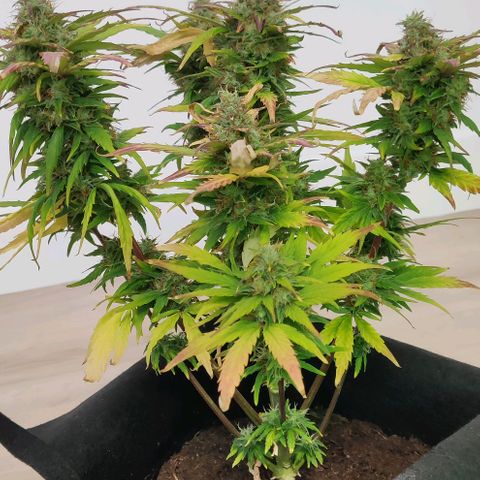 Mary Jane growlog timeline photo