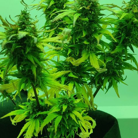 Mary Jane growlog timeline photo