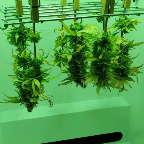 Mary Jane growlog timeline photo