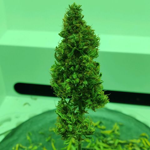Mary Jane growlog timeline photo
