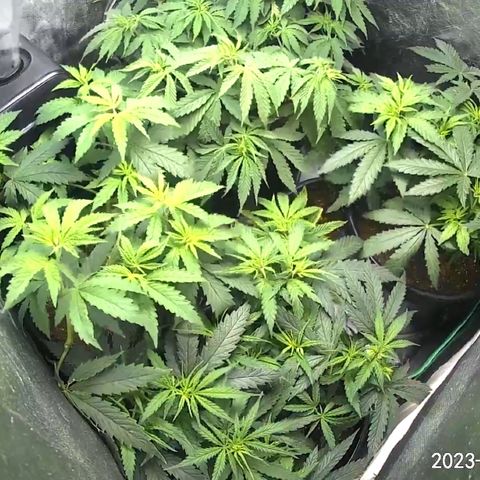Tru OG (Bag Seeds) #07 growlog photo: Waiting to flip soon
