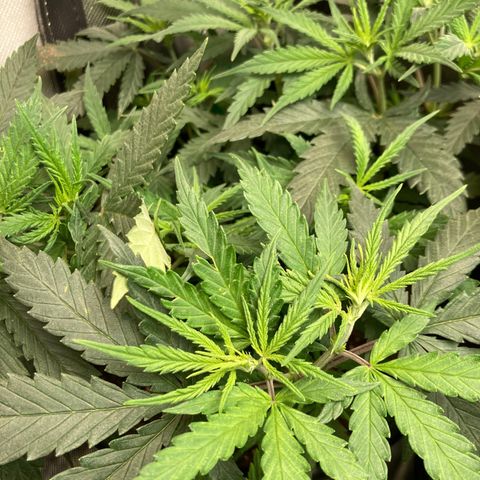 Tru OG (Bag Seeds) #01 growlog timeline photo