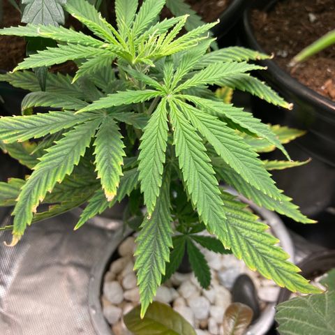 Tru OG (Bag Seeds) #11 growlog photo: Slow growth nutrient deficiency 
